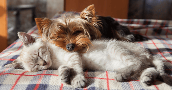 The Purr fect eCommerce Strategy - Optimizing Your Pet Care Brand’s Marketing-1